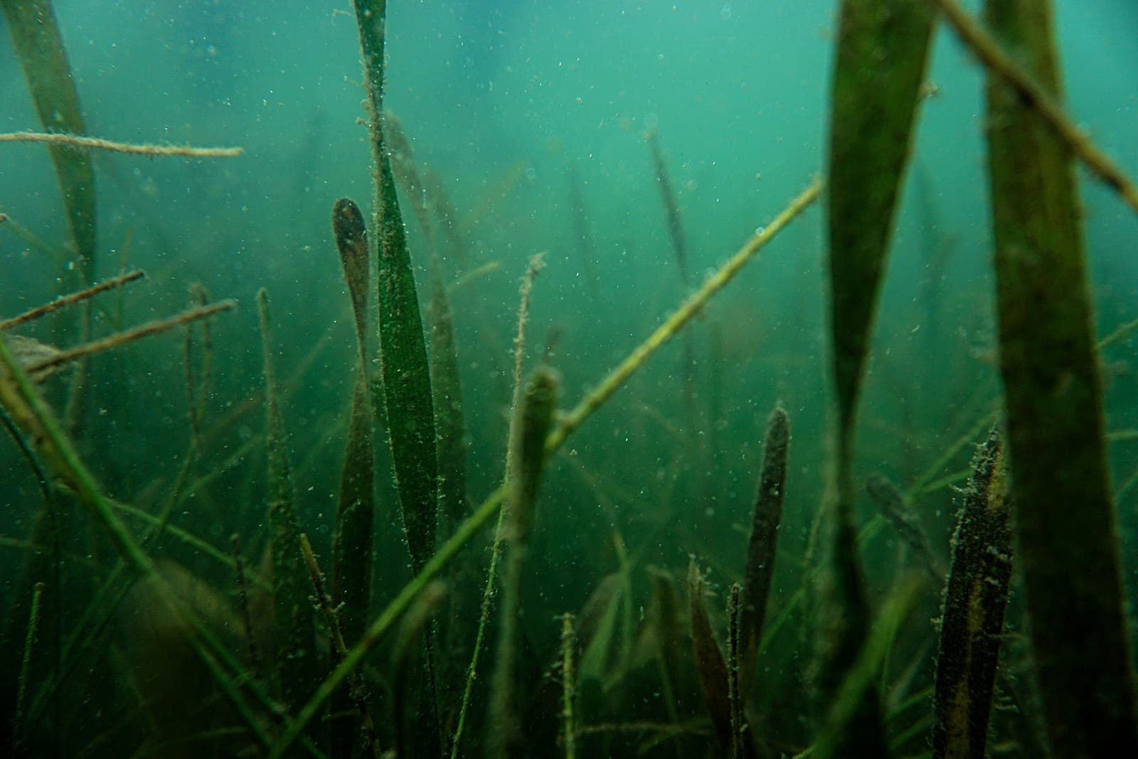 A turtle grass meadow underwater